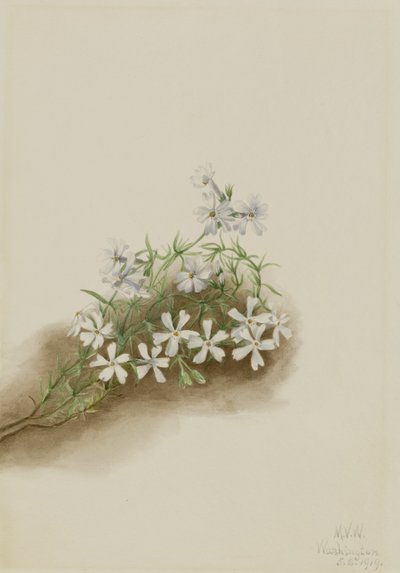 Mosrosa (Phlox subulate) af Mary Vaux Walcott