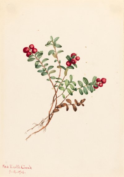 Mountain Cranberry Vaccinium vitisdaea minus, 1916. af Mary Vaux Walcott