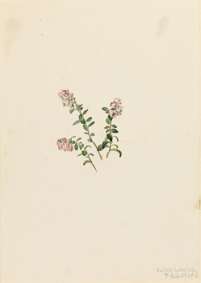 Mountain Cranberry Vaccinium vitisidaea minus, 1907. af Mary Vaux Walcott