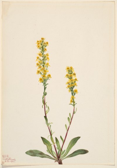 Bjerg-guldris (Solidago oreophila) af Mary Vaux Walcott