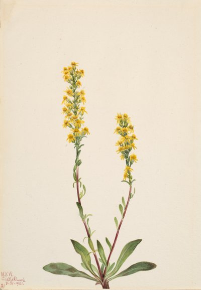 Mountain Goldenrod Solidarity Oreophila, af Mary Vaux Walcott