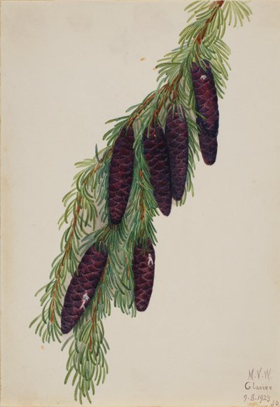 Mountain Hemlock Tsuga mertensiana, 1923. af Mary Vaux Walcott