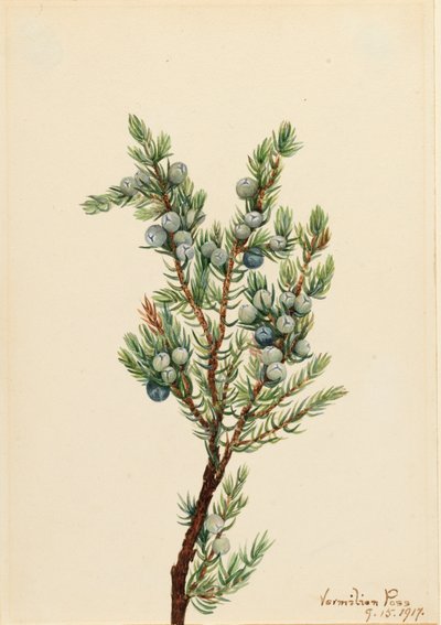 Bjerg Juniper Juniperus sibirica, 1917. af Mary Vaux Walcott