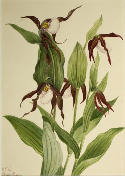 Bjergmariehøne (Cypripedium montanum) af Mary Vaux Walcott