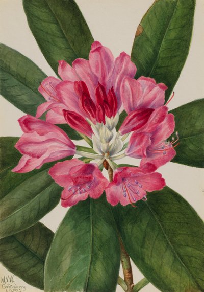 Mountain Rose-Bay Rhododendron catawbiense, 1932. af Mary Vaux Walcott