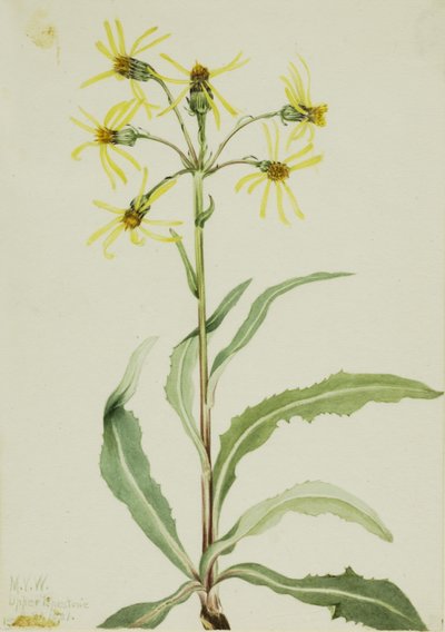Sørgekåbe (Senecio lugens) af Mary Vaux Walcott