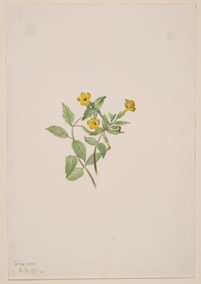 Moskusblomst (Mimulus moschatus) af Mary Vaux Walcott