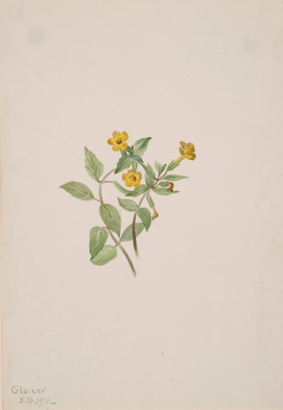 Moskusblomst Mimulus moschatus, 1911. af Mary Vaux Walcott