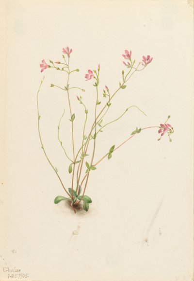Naiad Spring Beauty (Claytonia parvifolia) af Mary Vaux Walcott