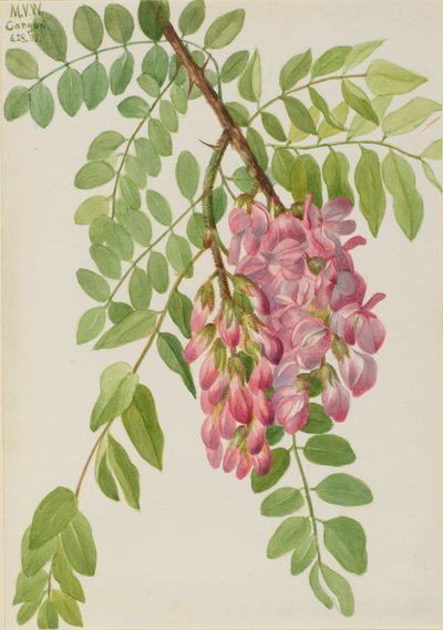 Ny mexicansk græshoppe (Robinia neomexicana) af Mary Vaux Walcott