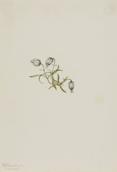 Nikkende løvstikke (Lychnis apetala) af Mary Vaux Walcott