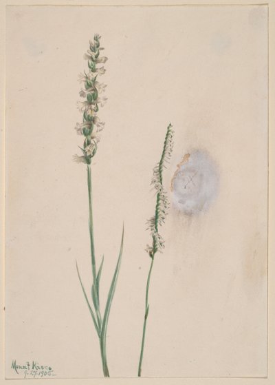 Nikkende dameblade (Ibidium cernum) af Mary Vaux Walcott