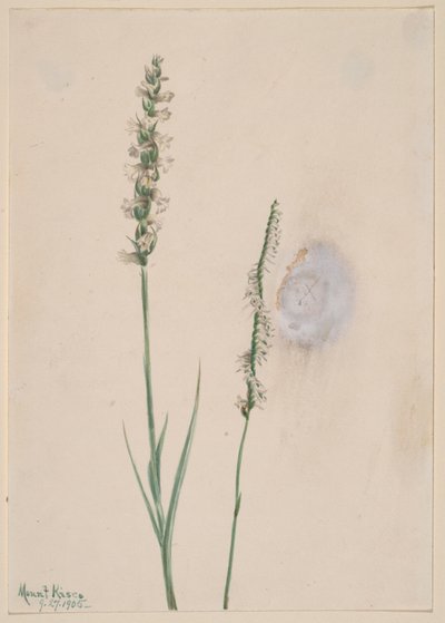 Nikkende Dame-Tresses Ibidium cernum, 1905. af Mary Vaux Walcott