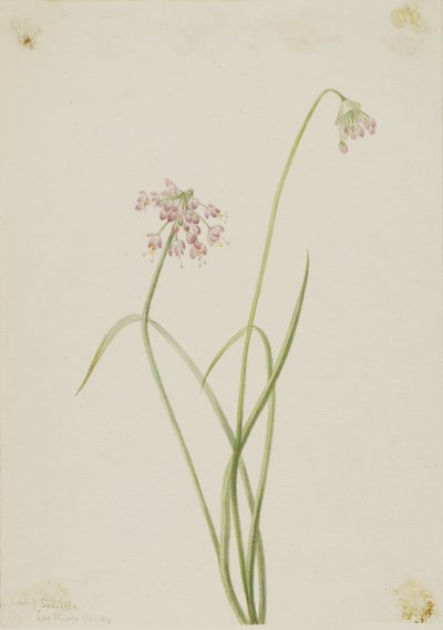 Nikkende løg (Allium cernuum) af Mary Vaux Walcott