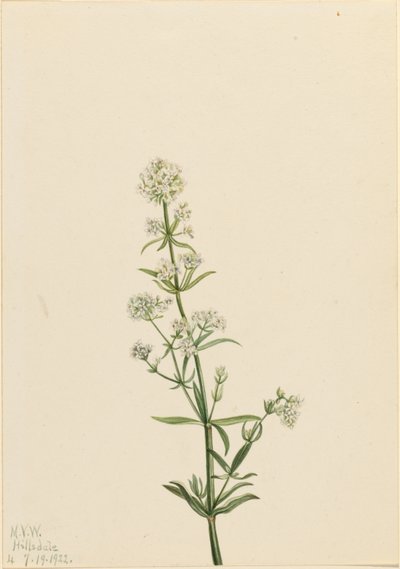 Nordlig sengehalm (Galium boreale) af Mary Vaux Walcott