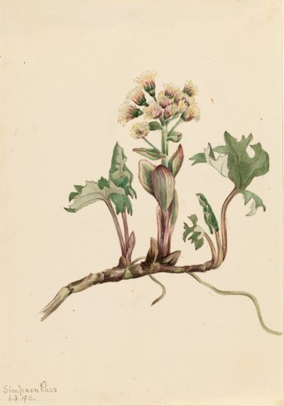 Nordlig kulsukker (Petasites hyperboreus) af Mary Vaux Walcott