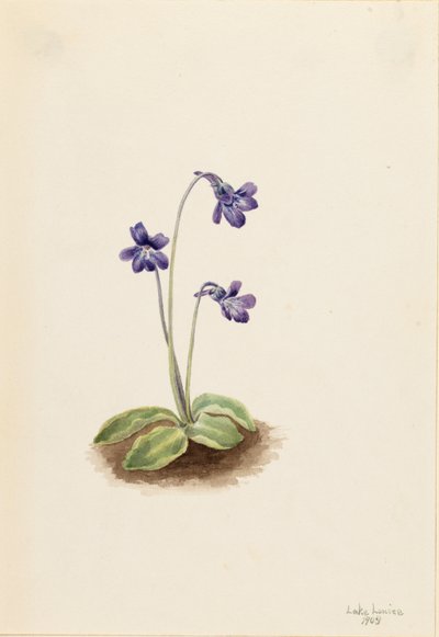 Nordlig smørurt (Pinguicula vulgaris) af Mary Vaux Walcott