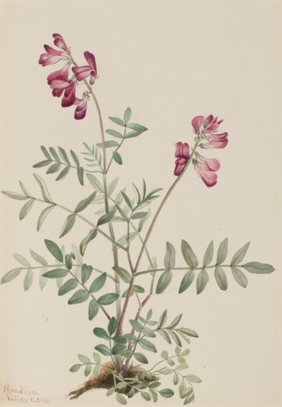Nordlig hedysarum (Hedysarum boreale) af Mary Vaux Walcott