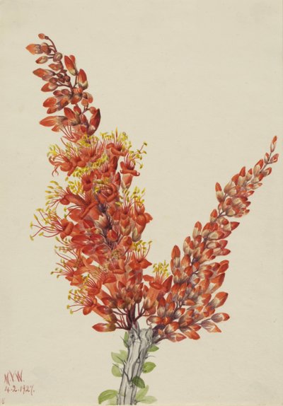 Ocotillo Fouquieria splendens, 1927. af Mary Vaux Walcott