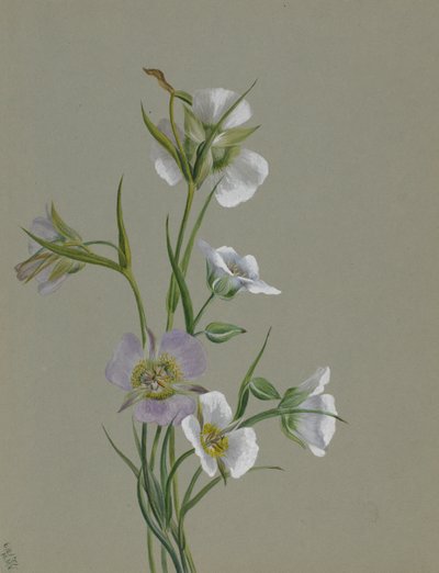 På vejen til monumentet, 1881. af Mary Vaux Walcott