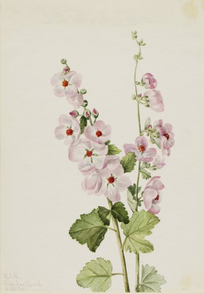 Orange-øjet globemallow (Sphaeralcea davidsonii) af Mary Vaux Walcott