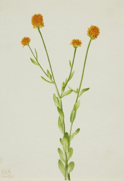 Orange polygala (Polygala lutea) af Mary Vaux Walcott
