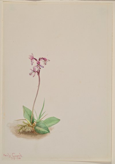 Orchis Orchis rotundifolia, 1916. af Mary Vaux Walcott