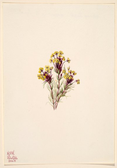 Uglekløver (Orthocarpus erianthus) af Mary Vaux Walcott