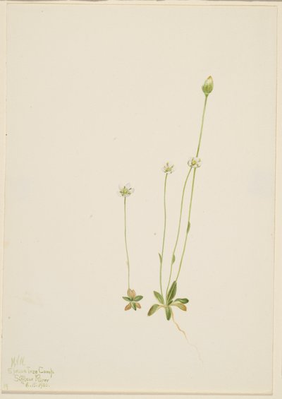 Oxytropis aepicola af Mary Vaux Walcott