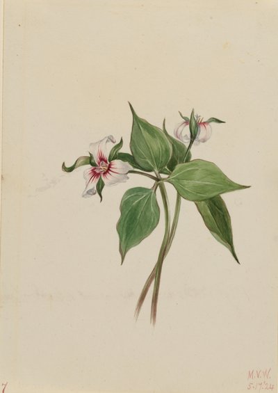 Malet trillium (Trillium undulatum) af Mary Vaux Walcott