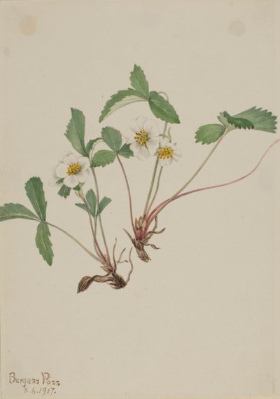 Bleg jordbær (Fragaria glauca) af Mary Vaux Walcott