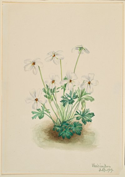 Stedmoderblomstret viol (Viola pedata) af Mary Vaux Walcott