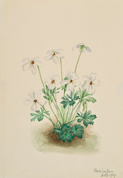 Pansy Violet Viola slidbane, 1919. af Mary Vaux Walcott
