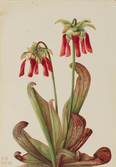 Papegøje-kandebladplante (Sarracenia psittacina) af Mary Vaux Walcott