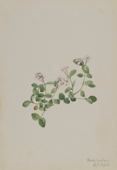 Partridgeberry (Mitchella repena) af Mary Vaux Walcott