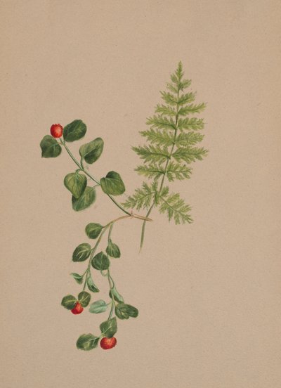 Partridgeberry Mitchella repens, ca. 1883. af Mary Vaux Walcott