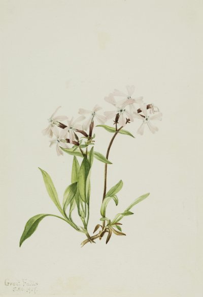 Torvemund (Silene caroliniana) af Mary Vaux Walcott