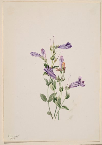 Penstemon (Penstimon fruiticosus) af Mary Vaux Walcott
