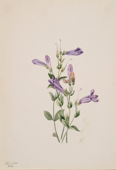 Penstemon Penstimon fruiticosus, 1903. af Mary Vaux Walcott