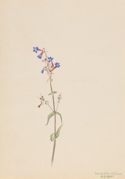 Penstemon Penstemon procerus, 1905. af Mary Vaux Walcott