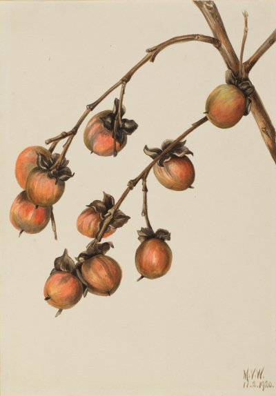 Persimmon (Diospyros virginiana) af Mary Vaux Walcott