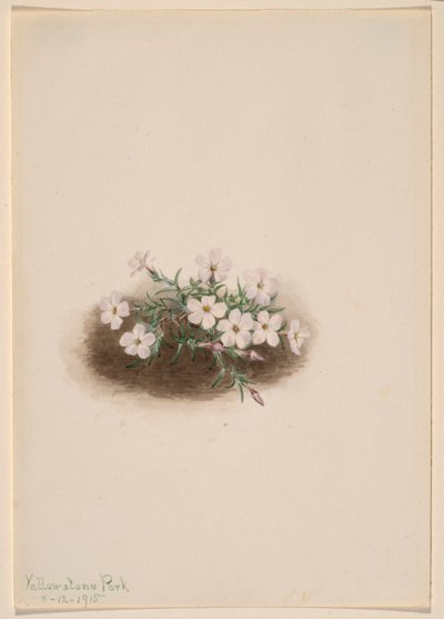 Floks af Mary Vaux Walcott