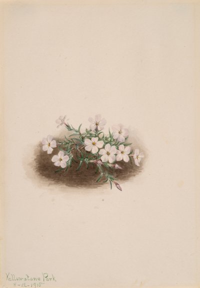 Phlox, 1915. af Mary Vaux Walcott