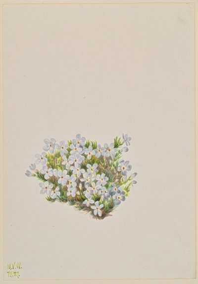 Phlox Phlox caespitosa, 1937. af Mary Vaux Walcott