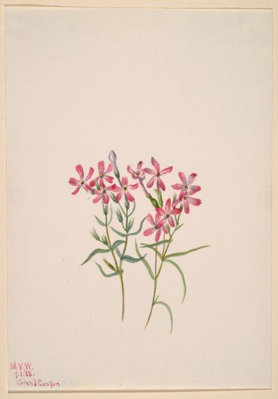 Floks stansburyi af Mary Vaux Walcott