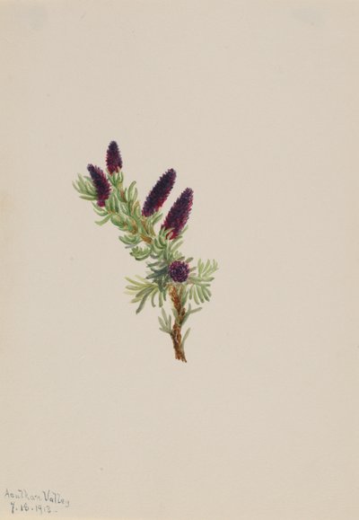 Picea engelmanni af Mary Vaux Walcott