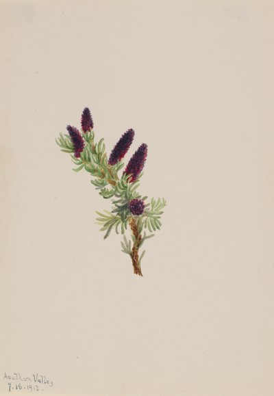 Picea engelmanni, 1913. af Mary Vaux Walcott