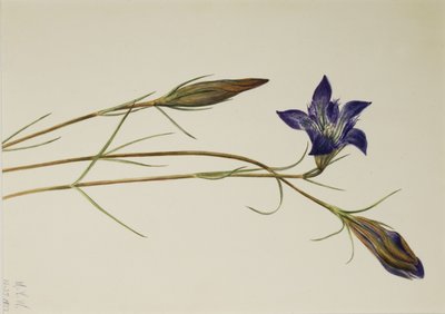 Pinebarren ensian (Gentiana porphyrio) af Mary Vaux Walcott