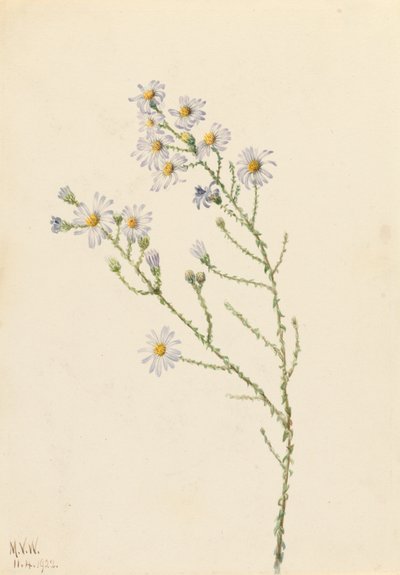 Pineland Aster Aster squarrosus, 1922. af Mary Vaux Walcott