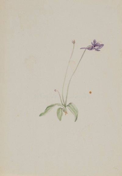 Pinguicula vulgaris af Mary Vaux Walcott
